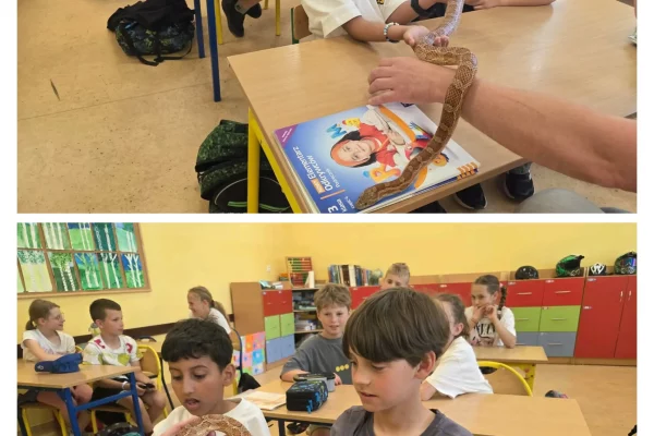 wąż10